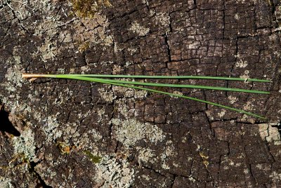 Pinus jeffreyi - borovice Jeffreyova - jehlice detail